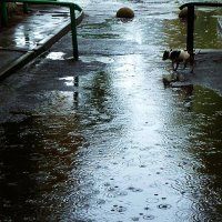 льет с утра :: Николай Семёнов льет с утра :: Николай Семёнов