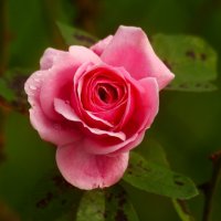 Доброе утро :: Юрий. Шмаков