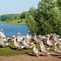 Гусиный сейшен) :: Галина Ложечникова