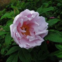 Екатеринбург :: Елена Шаламова Екатеринбург :: Елена Шаламова