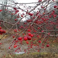 О прогулках по мокрым дорожкам октября... :: Андрей Заломленков