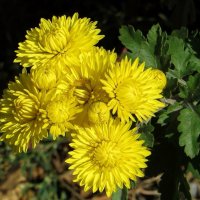 Златоцветные цветы осени :: Татьяна Смоляниченко