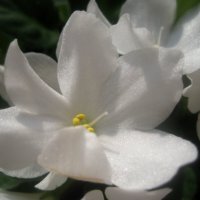 Фиалка :: Елена Семигина