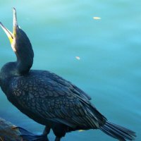 Чёрный  баклан :: Валентин Семчишин