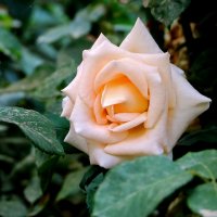 *** :: Светлана *** :: Светлана