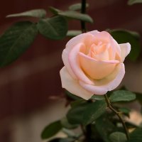 *** :: Светлана 