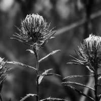 *** :: Игорь Протасов