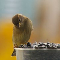 Воробьиха медитирует :) :: Юрий Куликов