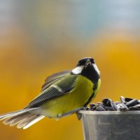 Поза - оборона... :: Юрий Куликов