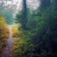 ...туманное утро 3.! :: Павел Курков