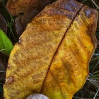 Завиток ушедшего лета лежит на золотом листе, словно осенний сувенир. :: Оксана Н.