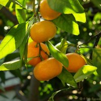 Мандарины :: Pavel Blashkin