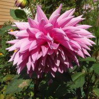 Георгин :: Freddy 97