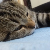 мурзик :: СЕРГЕЙ ФИЛОЧКИН мурзик :: СЕРГЕЙ ФИЛОЧКИН