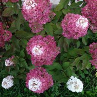 ГОРТЕНЗИЯ :: СЕРГЕЙ ФИЛОЧКИН