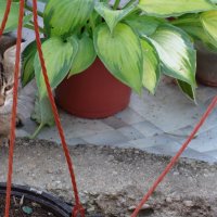 НАЙТИ КОТА :: СЕРГЕЙ ФИЛОЧКИН