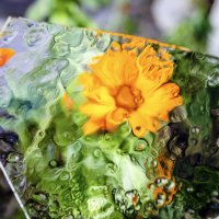 Календула :: Андрей Щетинин