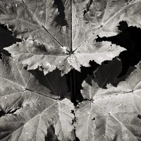 Фотография :: Денис Безногов