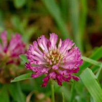 Про клевер... :: Николай Гирш Про клевер... :: Николай Гирш