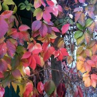 Краски октября :: Наталья 