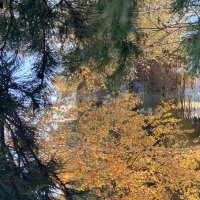 Монрепо :: Ольга Савельева 