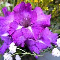 Гладиолус :: Наталья Гладиолус :: Наталья