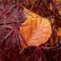 Краски осени... :: Николай Гирш Краски осени... :: Николай Гирш