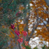 Осенний день. Октябрь :: Наталья Rosenwasser