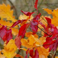 природа 30 октября 4 :: Александр Прокудин