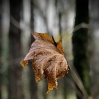 Соло кленового листика :: Любовь 