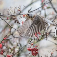 *** :: Владимир Безбородов *** :: Владимир Безбородов