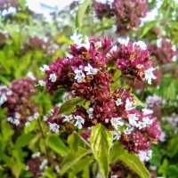 Прогулка по променаду Круизного терминала :: Veera V