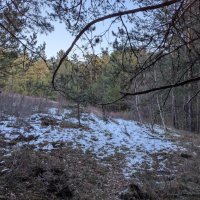 Пути дорожки в лесу :: Андрей Хлопонин