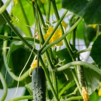 *** :: Виктор Иванович Чернюк *** :: Виктор Иванович Чернюк