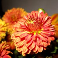 Хризантема. :: nadyasilyuk Вознюк