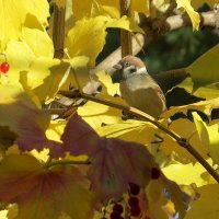 Октябрь :: Natali 