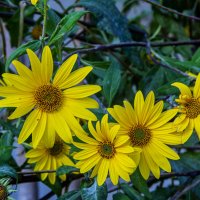 Осенние :: Анатолий Чикчирный Осенние :: Анатолий Чикчирный