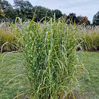 Трава :: Валерий Пославский