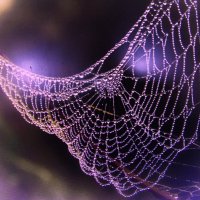 Паутинка :: Людмила Смородинская