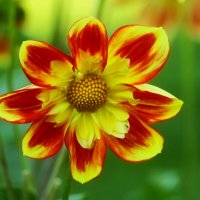 Октябрьское солнышко :: Юрий. Шмаков