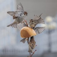 из жизни воробьев . :: юрий макаров