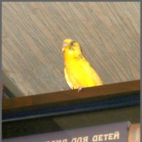 Любопытная Феня :: Ольга Довженко