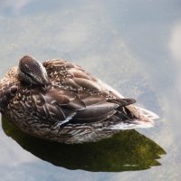 тихий час :: Елена Шаламова тихий час :: Елена Шаламова