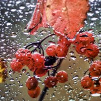 Натюморт на стекле :: sorovey Sol