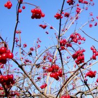 донорские запасы к зиме... :: Галина Флора