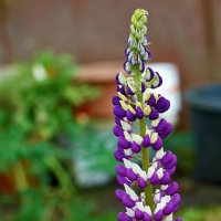 Осенний люпин! (30 октября) :: Светлана Осенний люпин! (30 октября) :: Светлана