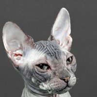 Сфинкс :: Светлана Ищенко