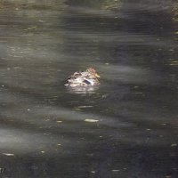 В осеннем пруду... :: Freddy 97