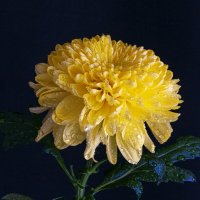 Хризантема одноголовая Магнум жёлтая :: Aleksey Afonin