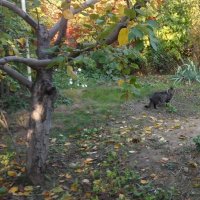 Прогулка в осеннем саду :: Наталья 